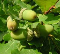 Majuphal (Quercus Infectoria)